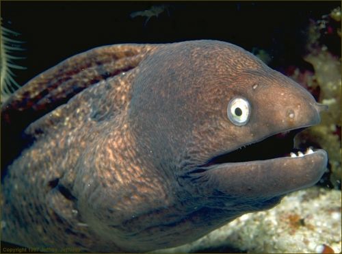 Bad Joke Eel meme template