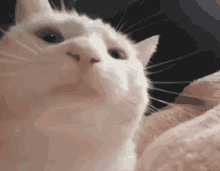 Cat Vibing GIF meme template
