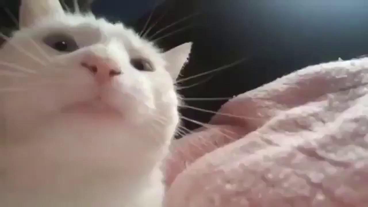 Cat Vibing meme template