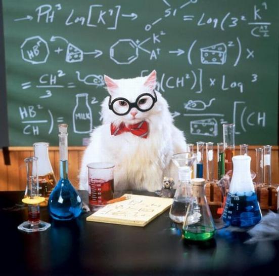 Chemistry Cat meme template