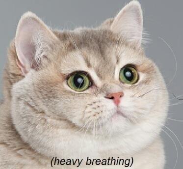 Heavy Breathing Cat meme template