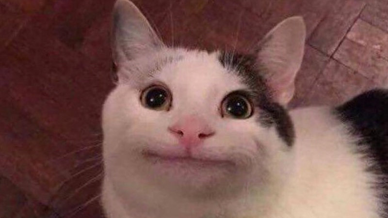 Polite Cat meme template