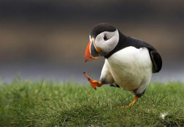 Unpopular Opinion Puffin meme template